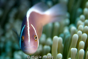 PINK
Pink anemonefish
Orchid Island Taiwan by Mickle Huang 